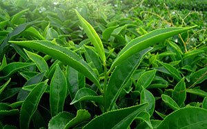 Teepflanzen - www.bluthochdrucksymptome.net